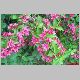weigelia rouge 2.jpg